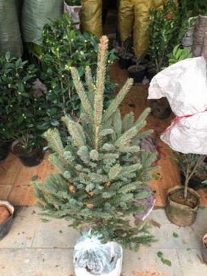 Cây thông noel đẹp