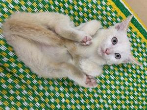 Mèo con trắng muốt mắt xanh