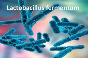 Bán Nguyên liệu Vách tế bào Lactobacillus fermentum - IMUMENTUM