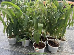 Cây Bạch Đàn Chanh