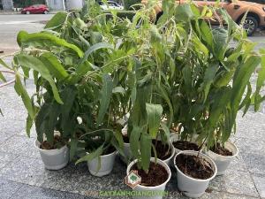 Cây Bạch Đàn Chanh