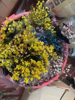 Hoa thanh liễu bó