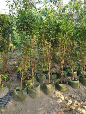 Cây Nho Thân Gỗ 12 Vụ Choai , Cây Nho Thân Gỗ 12 vụ Trưởng Thành .