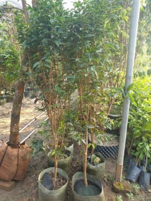 Cây Nho Thân Gỗ 12 Vụ Choai , Cây Nho Thân Gỗ 12 vụ Trưởng Thành .