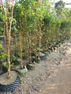 Cây Nho Thân Gỗ 12 Vụ Choai , Cây Nho Thân Gỗ 12 vụ Trưởng Thành .
