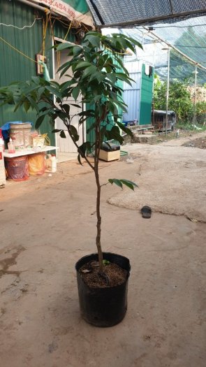 Cây Vải Không Hạt Choai , Giao Hàng Toàn Quốc .
