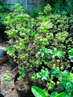 Cây táo cherry mỹ sẵn trái, chơi cảnh siêu đẹp, trái có thể ăn được