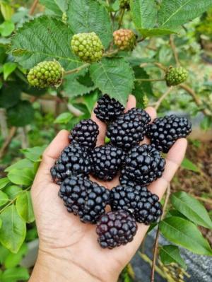 Cây mâm xôi đen, siêu dễ trồng