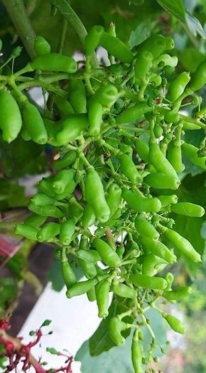 Cây nho ngón tay, siêu dễ trồng, trái ngọt, thơm ngon