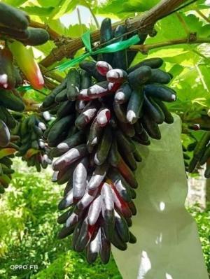 Cây nho ngón tay, siêu dễ trồng, trái ngọt, thơm ngon