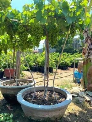 Cây nho ngón tay, siêu dễ trồng, trái ngọt, thơm ngon