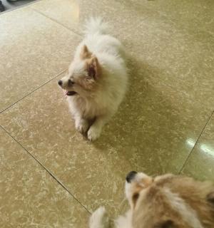 Chó Phóc Sóc Trắng tai vàng óng,