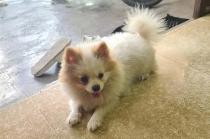 Chó Phóc Sóc Trắng tai vàng óng,