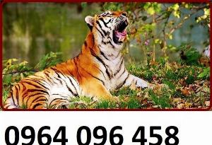 Tranh gạch 3d con hổ - gạch tranh 3d con hổ - GBNN85