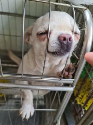 Chó chihuahua Trắng ngọc trai.