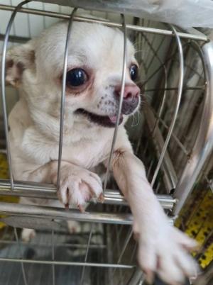 Chó chihuahua Trắng ngọc trai.