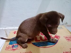 Bán chó vện 2 tháng tuổi