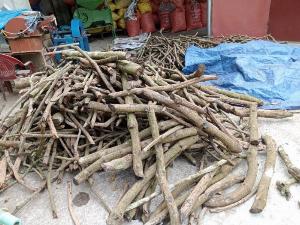 Cao dây gắm