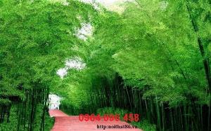 Tranh gạch 3d tre trúc - GVBN52