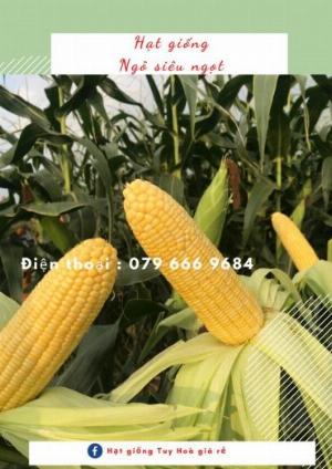 Hạt giống ngô ngọt lai F1 Hi-Brix 58
