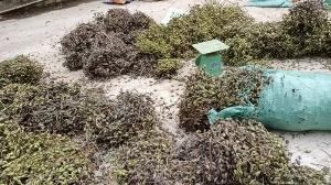 Hạt giống cây xoan đào, xoan hôi