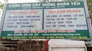 Hạt giống cây xoan đào, xoan hôi