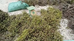 Hạt giống cây xoan đào, xoan hôi