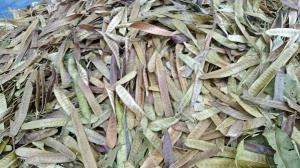 Hạt giống keo Dậu nuôi Dê