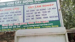 Hạt giống keo Dậu nuôi Dê