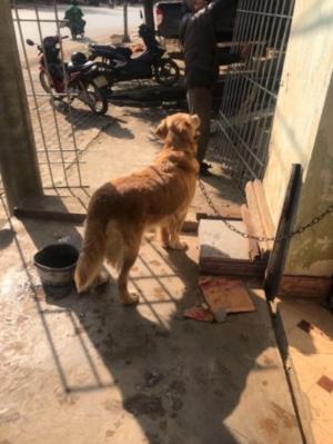 Giống golden