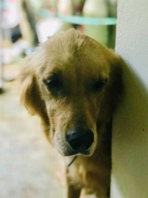 Giống golden