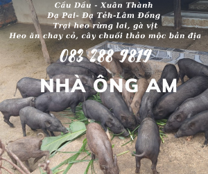 Heo rừng lai sữa quay, heo con giống heo rừng lai 6,7,8,9 10 kg ,15,20 kg - 0832889819