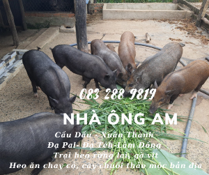 Heo rừng lai sữa quay, heo con giống heo rừng lai 6,7,8,9 10 kg ,15,20 kg - 0832889819