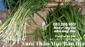 Mua Thịt Heo Ăn Chuối bán ở Nhà ông Am 083 288 9819