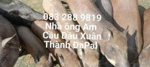 Mua Thịt Heo Ăn Chuối bán ở Nhà ông Am 083 288 9819