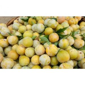 Cây mận trái vàng - cây mận đẹp đà lạt