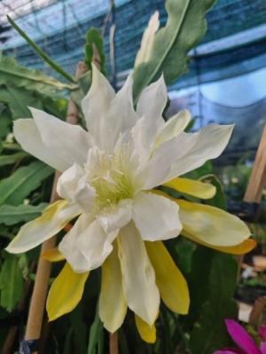 Nhật Quỳnh vàng 2 da