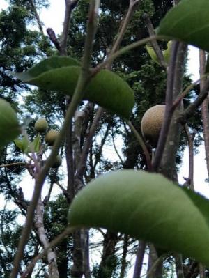 Lê đen Đà Lạt cây đang có trái
