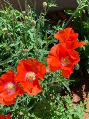 Hoa conico hoa poppy
