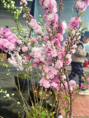 Đào sakura cánh kép