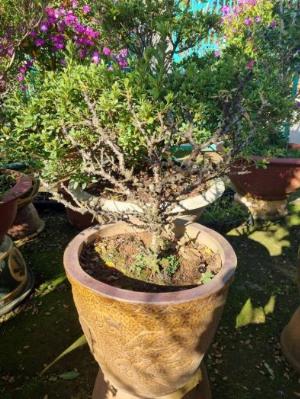 Đào thất thốn Đà Lạt Hồng cánh đơn