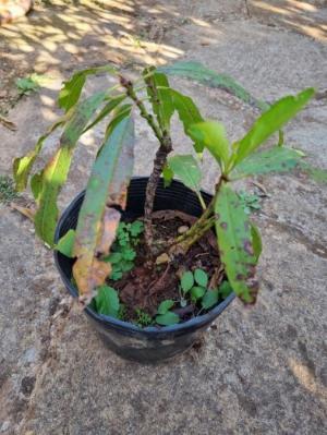 Đào thất thốn Đà Lạt Hồng cánh đơn