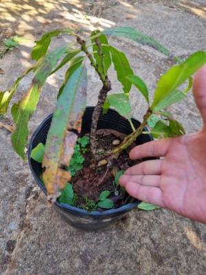 Đào thất thốn Đà Lạt Hồng cánh đơn