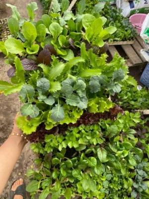 Rau vỉ mix các loại