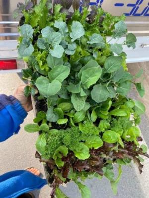 Rau vỉ mix các loại