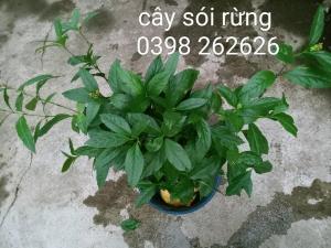 Cây Sói Rừng, cây thuốc nam quý hiếm