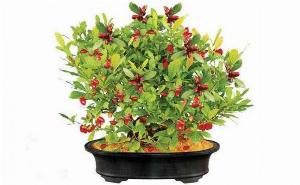 CÂY GIỐNG THẦN KỲ CAO SẢN
