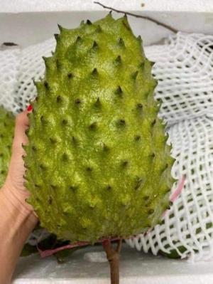 Giống cây mãng cầu xiêm thái chất lượng