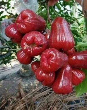 Giống cây mận đỏ an phước