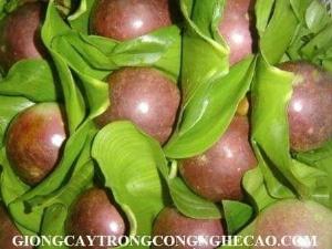 2023-03-27 20:09:28  8  Giống cây vú sữa bơ hồng Chất Lượng Cao 25,000